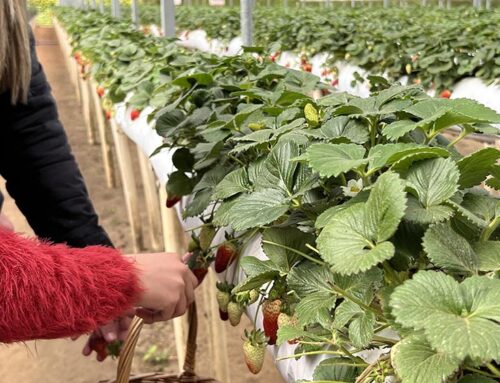 Como fazer a colheita do morango da forma correta