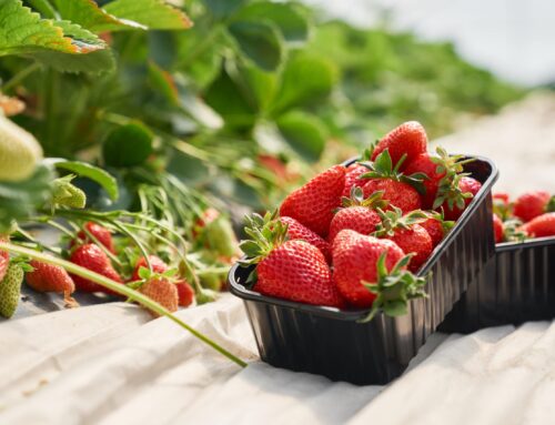 Quanto tempo leva para o morango dar frutos?